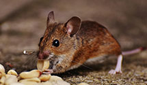 24 Hour & Emergency Exterminators in Narragansett, RI